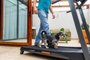 man walking on a treadmill with his dog