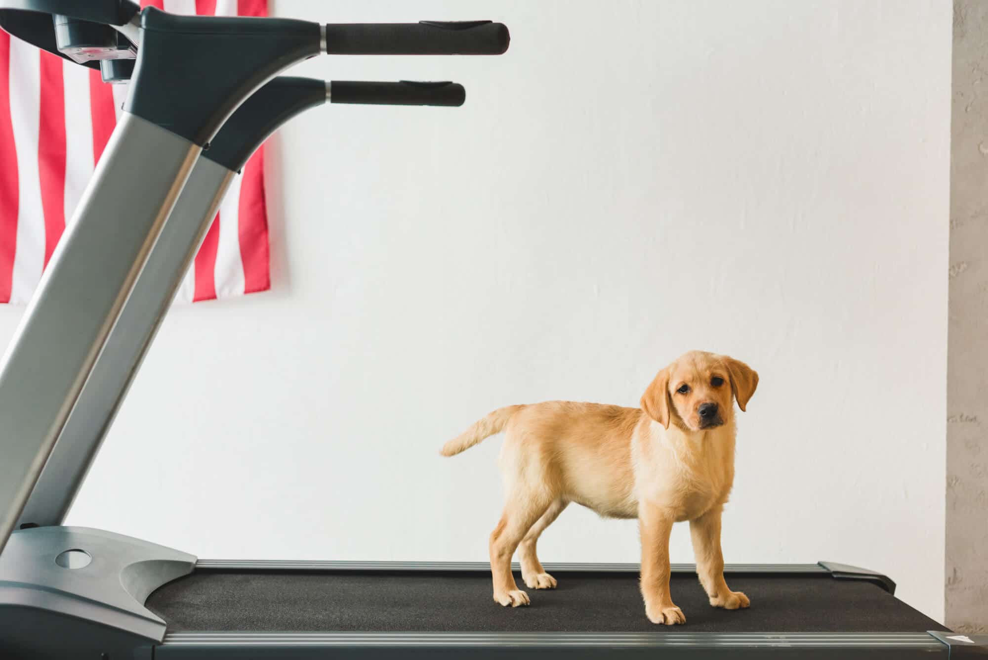 How to Train Your Dog on a Treadmill